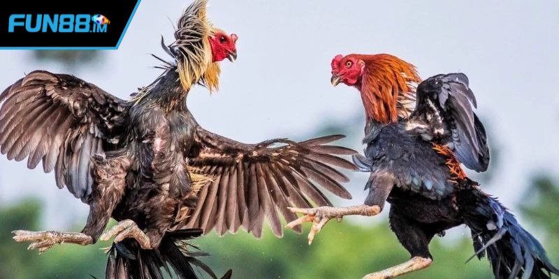 Giới thiệu đôi nét về chuyên mục đá gà