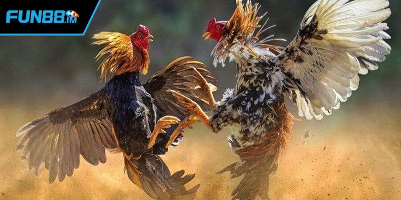 Người chơi nên chú ý quan sát kỹ lưỡng chiến kê