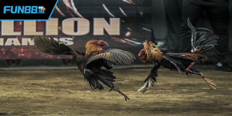 Nguồn gốc của loại hình đá gà nòi
