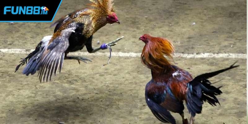 Tham gia cá cược hợp pháp tại đá gà Fun88