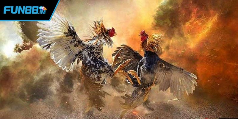 Thể lực với độ lì của chiến kê nòi