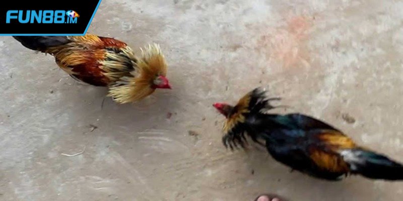 Những lưu ý khi theo dõi gà tre