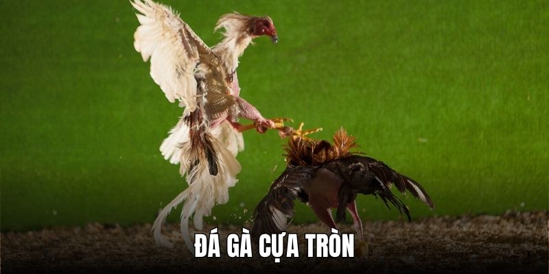Đá Gà Cựa Tròn - Nét Tinh Hoa Của Nghệ Thuật Được Tái Bản