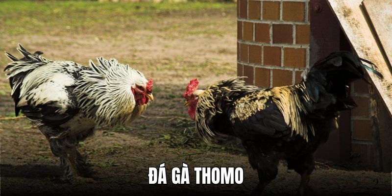 Giải Mã Sức Hút Đá Gà Thomo Tại Nhà Cái Fun88